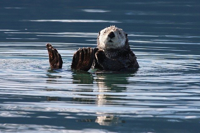 Otter